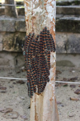 une colonie de chenilles qui se nourrissent sur un arbre