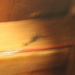 un scorpion dans la chambre (très flou, c'est l'émotion!)