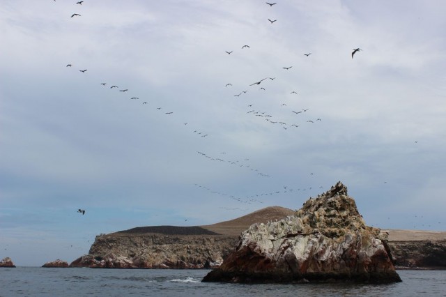 mais c'est noir de monde ici... et blanc de fiente!