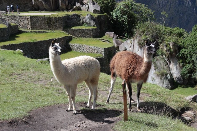 lamas trop curieux au machu