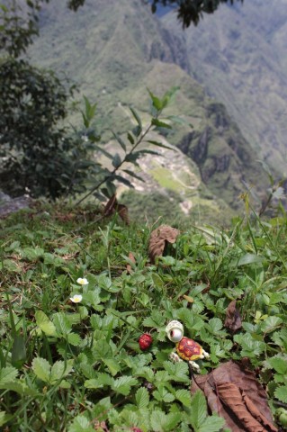 on a trouvé des fraises en haut du Wayna Picchu