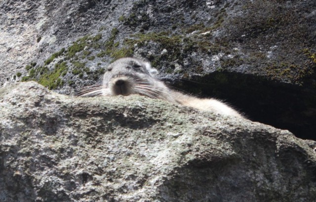 un chinchilla sur la Machu Picchu!