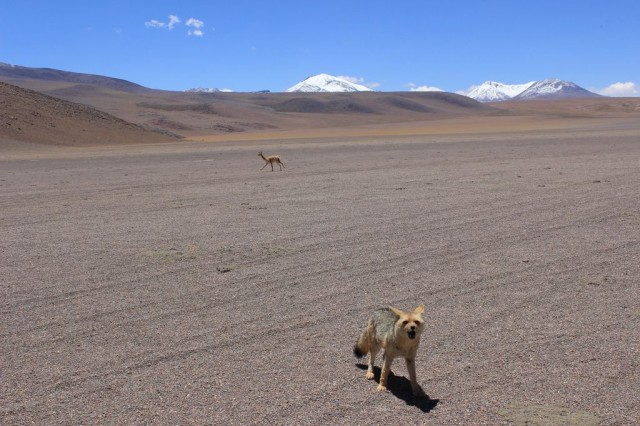 le renard et les vigognes