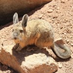 un "viscacha"