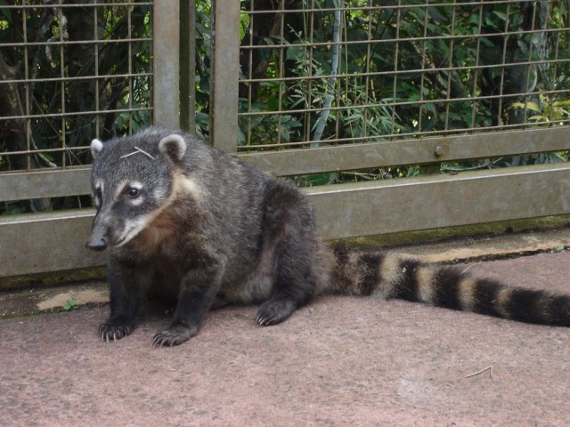 Iguazu: Coati !