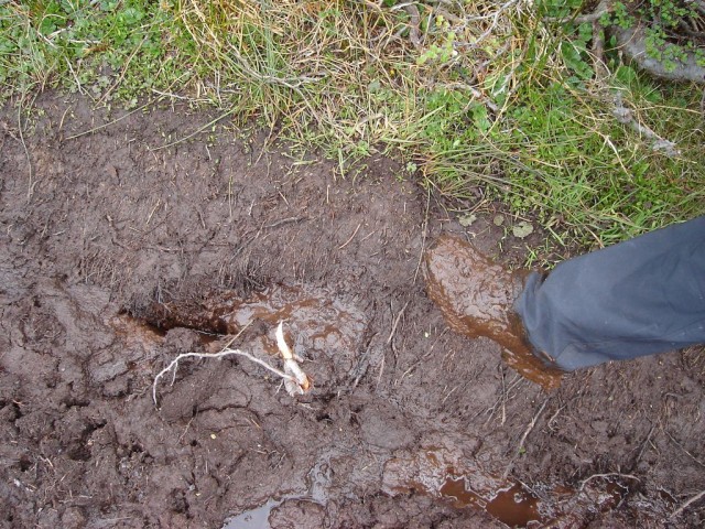oui c'est bien une tourbière