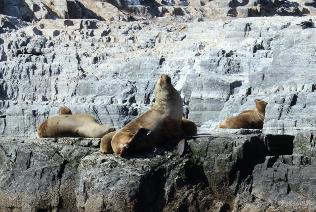 l'île aux lions de mers