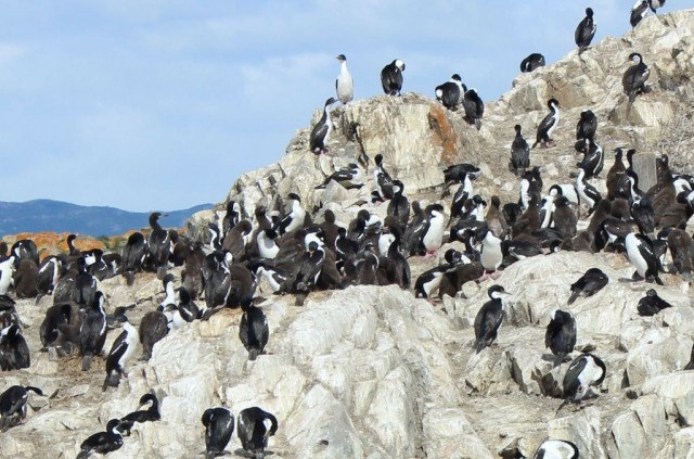 l'île aux cormorrans