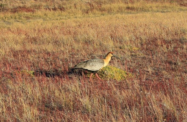 Un ibis à la réserve de la laguna Nimez (El Calafate)