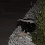 une petite moufette, juste en dessous du panneau de bienvenue à el Chalten!