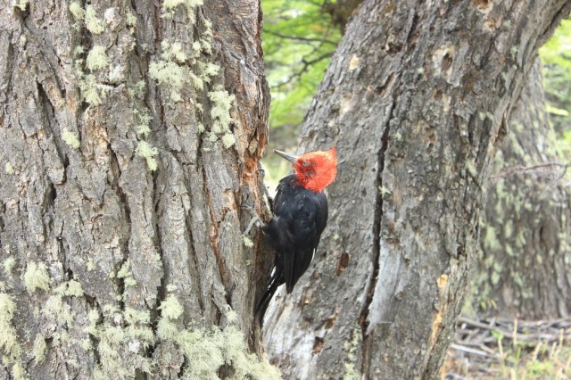 on découvre un pivert, pas du tout inquiet de notre présence