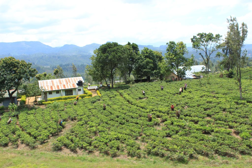 plantations de thé: vues du train