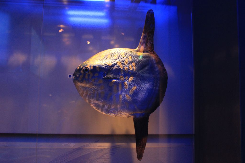 Sun fish (en carton pâte!)