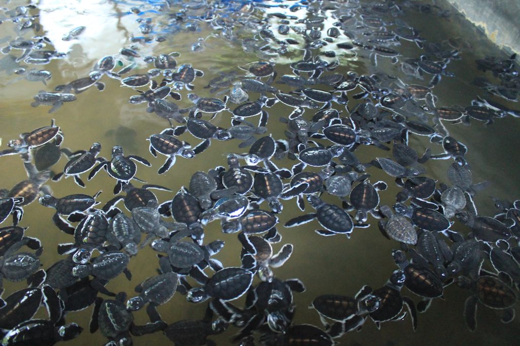 Bassin des nouveaux nés