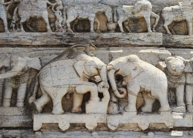 Tic fait de l'éléphant