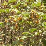 yellow berries: miam!