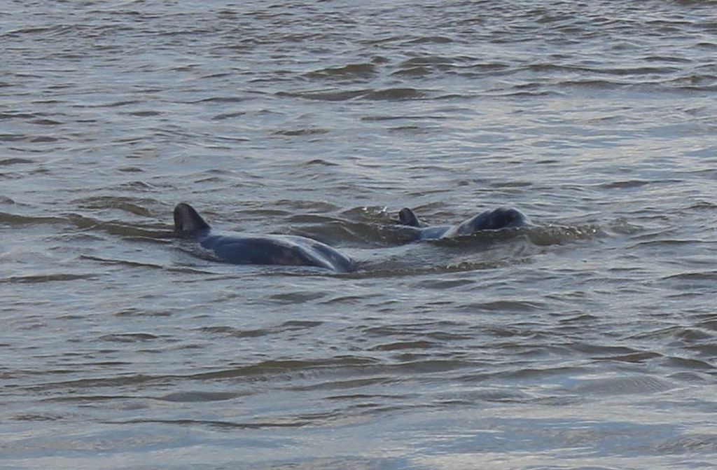 dauphins de l'irrawady
